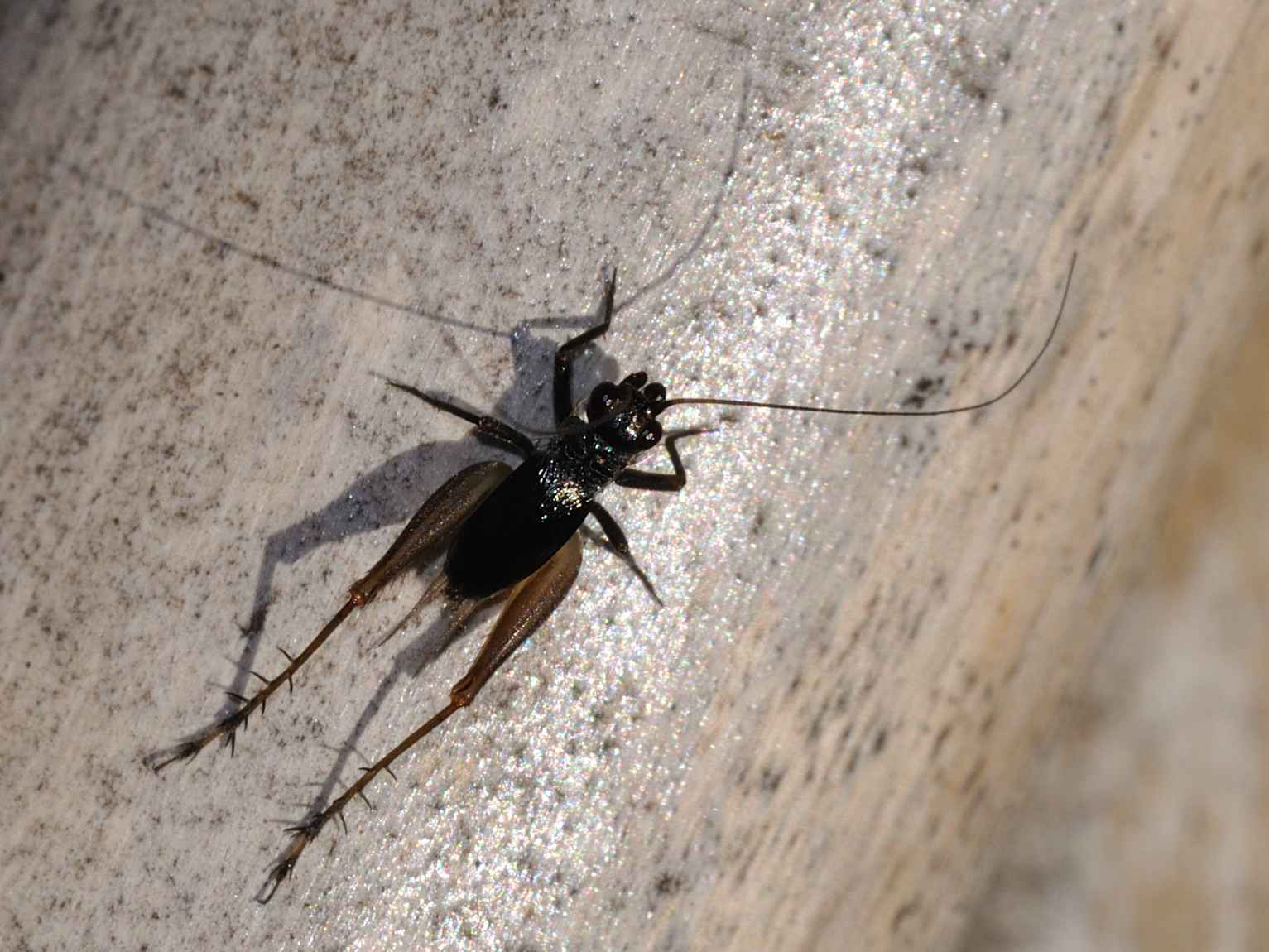 ID Grillidae